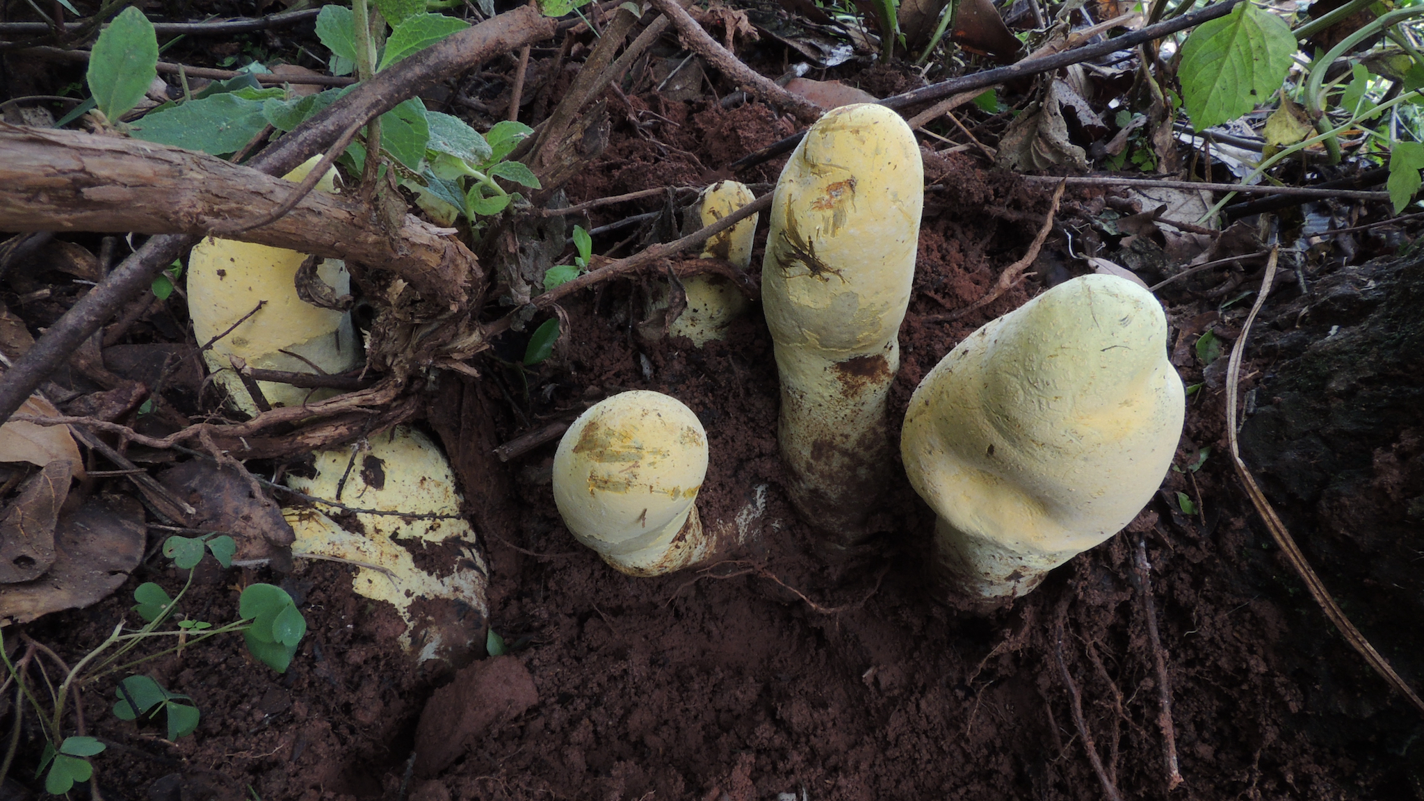 New family of fungi found in Yunnan has massive fruiting body