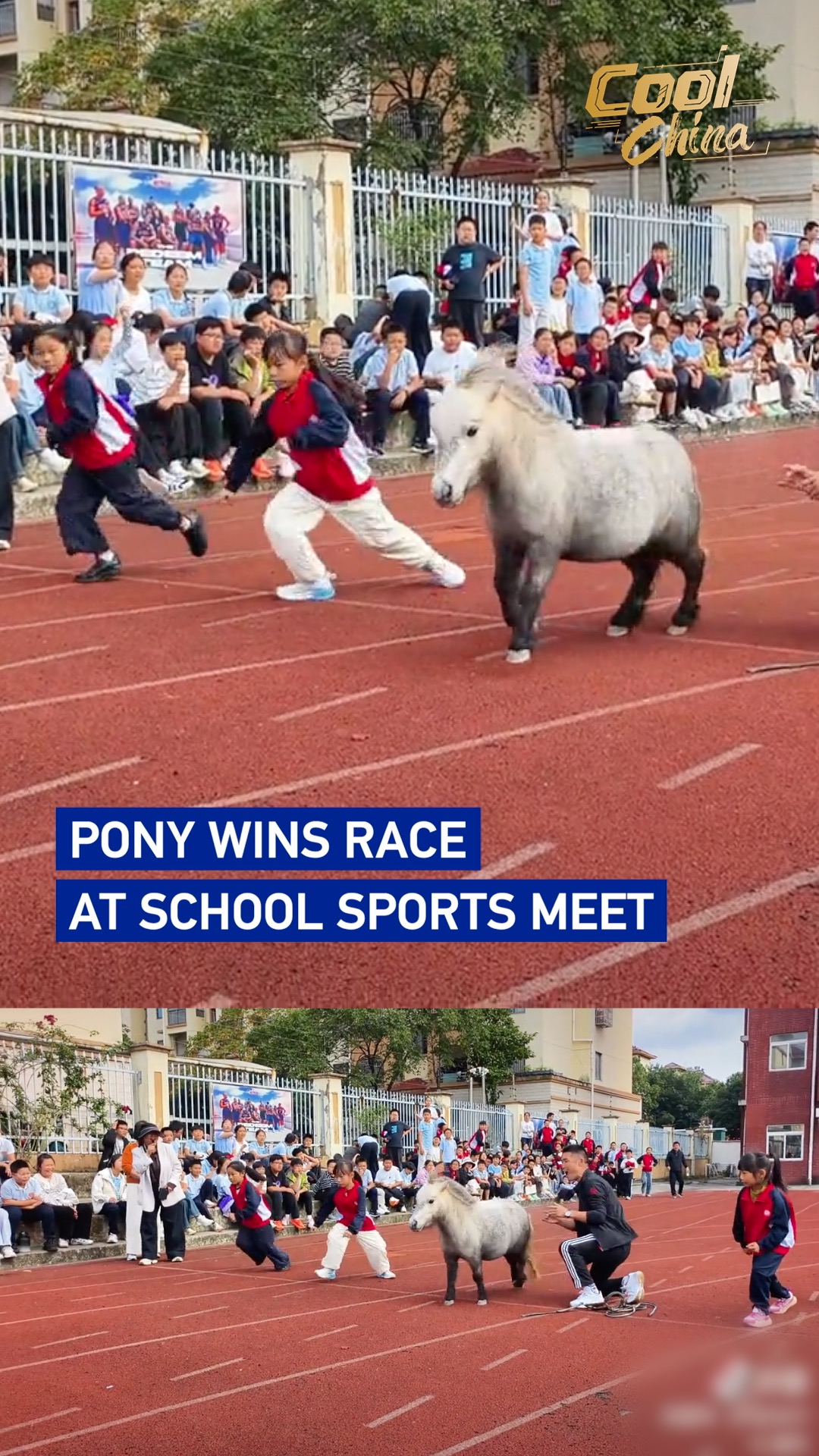 Pony wins race at school sports meet