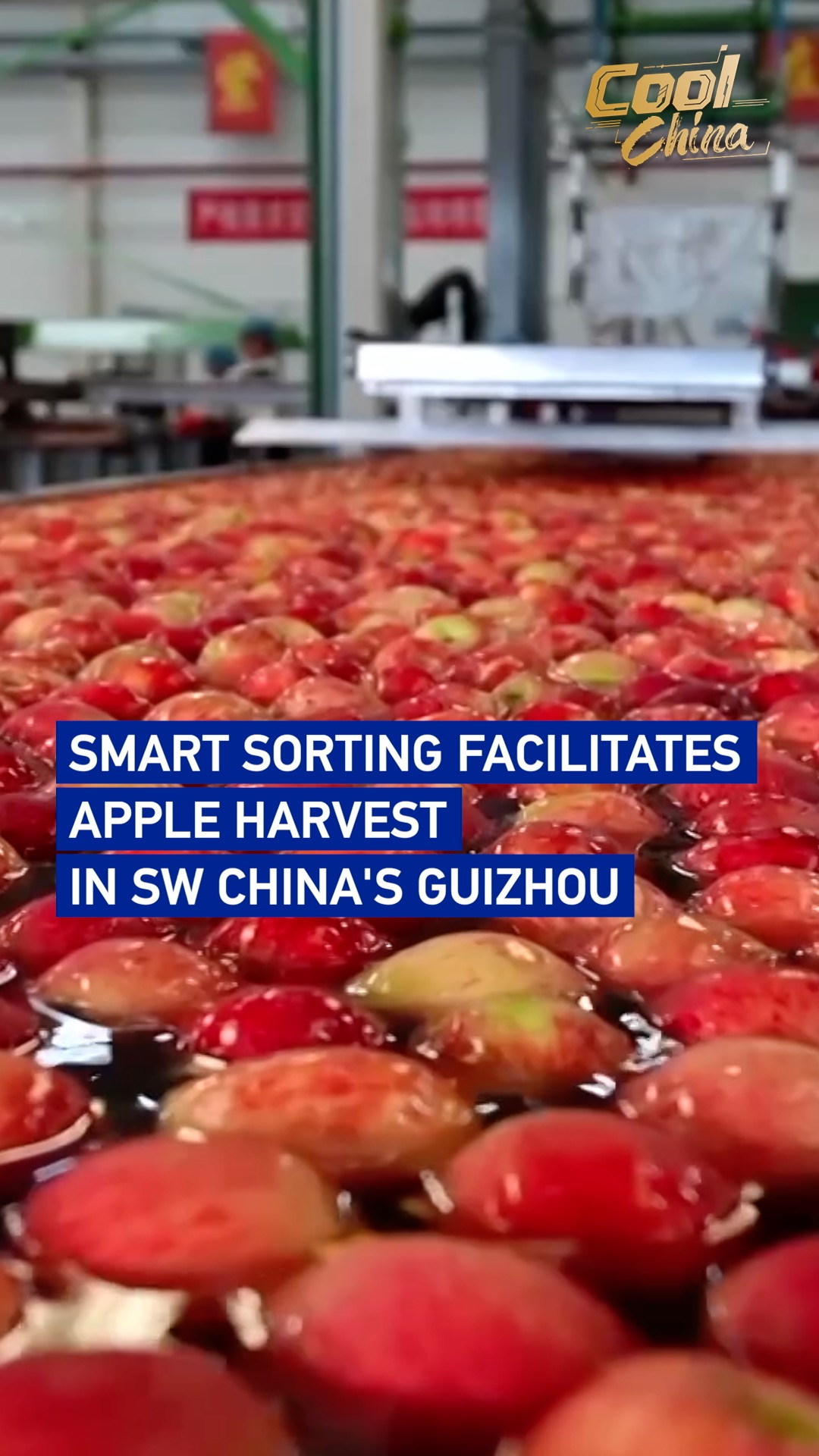 Smart sorting facilitates apple harvest in SW China's Guizhou