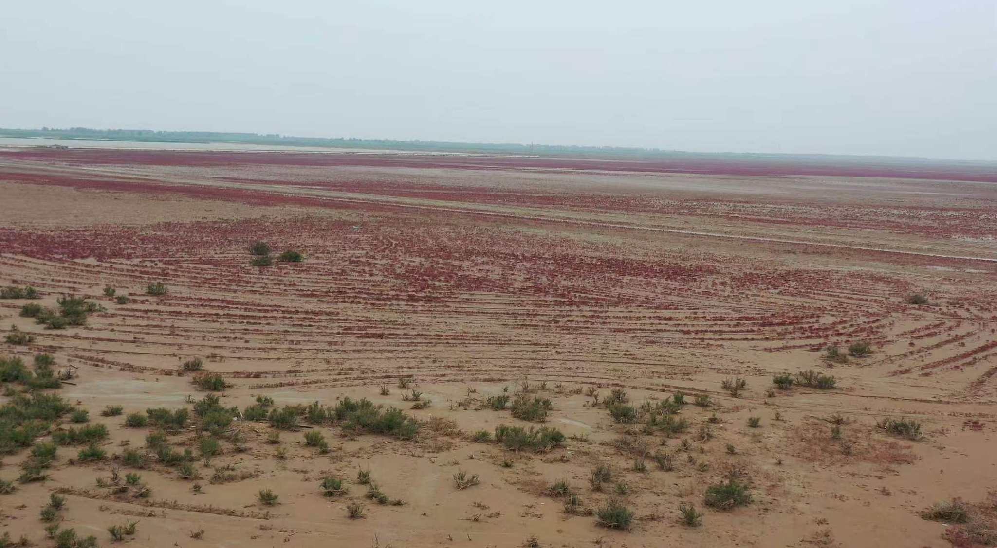 Suaeda salsa grows in areas where invasive smooth cordgrass has been removed at the Yellow River Estuary, Dongying, Shandong Province, east China. /Ning Zhonghua