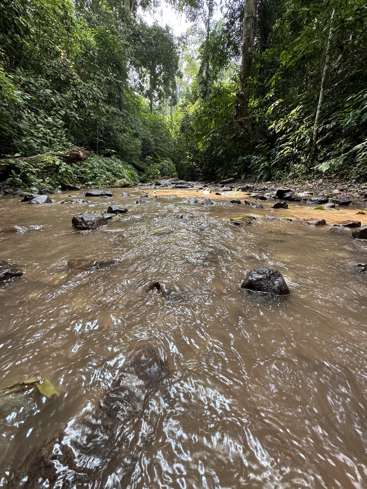 Efforts to conserve and restore tropical rainforests in Yunnan Province, southwest China. /Liu Jiakai