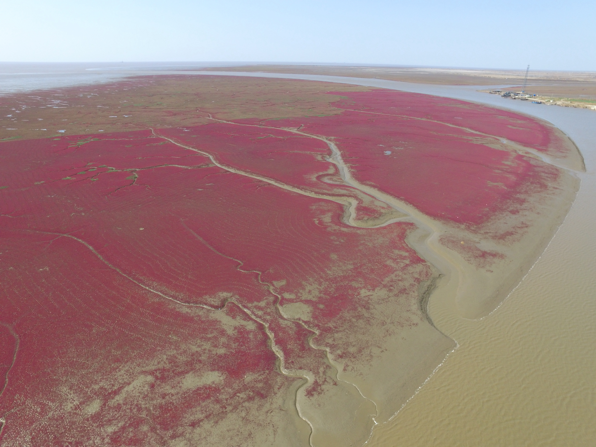 A carpet of red Suaeda salsa at the Liaohe River Estuary, Panjin, Liaoning Province, northeast China. /Ning Zhonghua