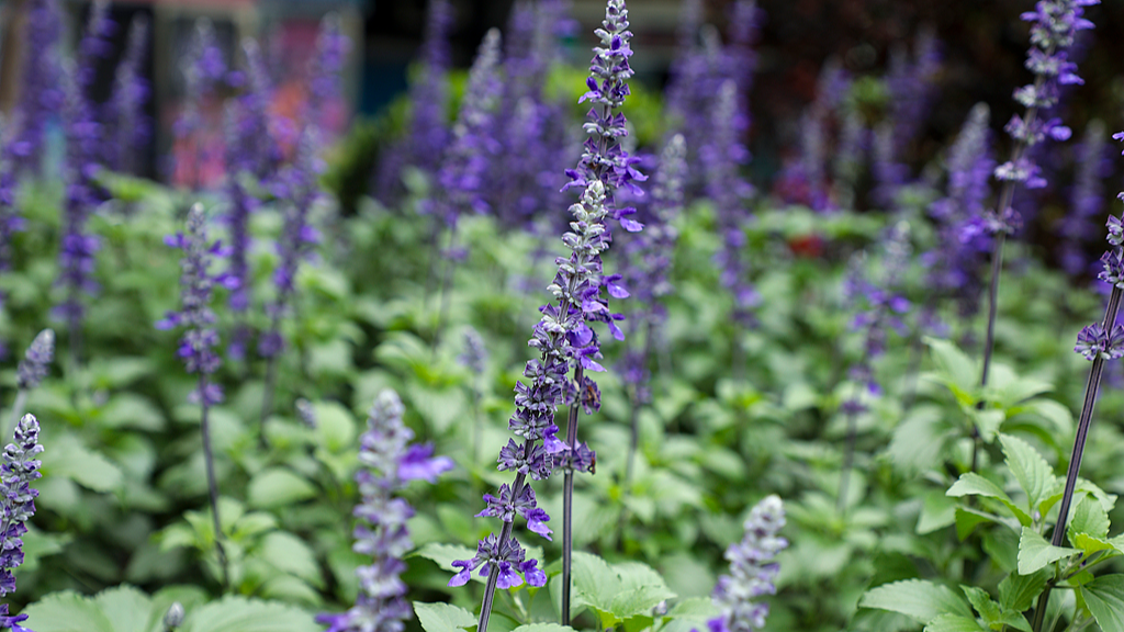Two new sage species discovered in China's Hengduan Mountains
