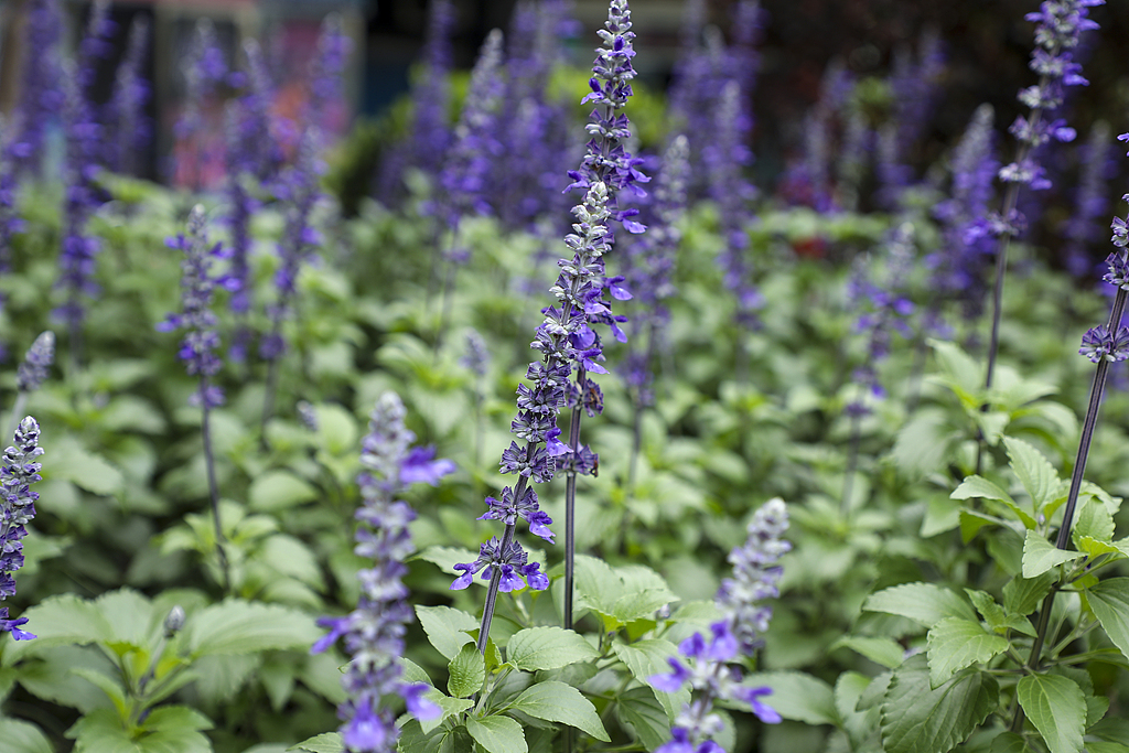 Sage plants with pale blue and purple flowers bloom in a park in Shanghai, China, May 18, 2025. /VCG