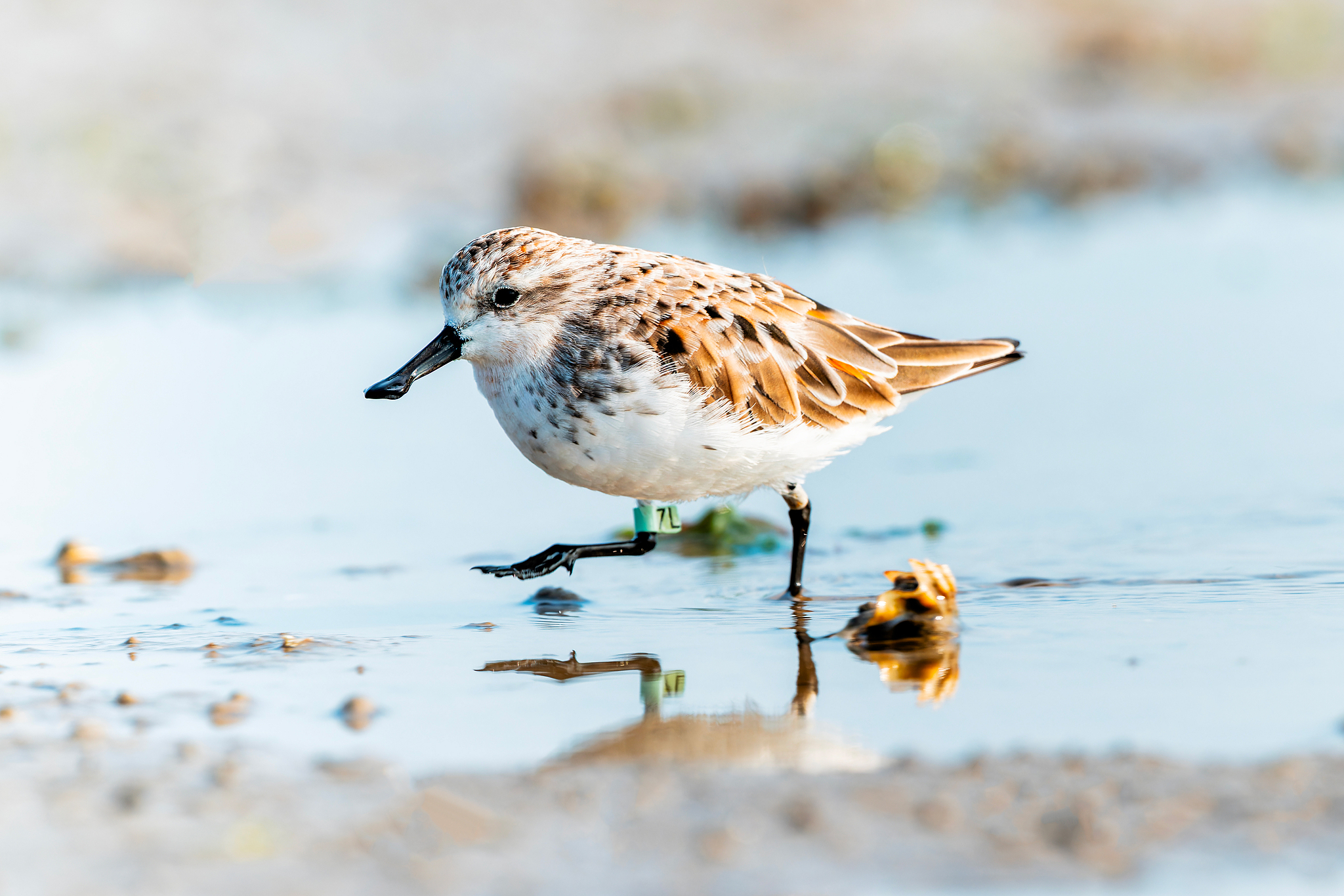 A spoon-billed sandpiper is seen on a mudflat in Quanzhou, Fujian Province, southeast China, March 10, 2025. /VCG