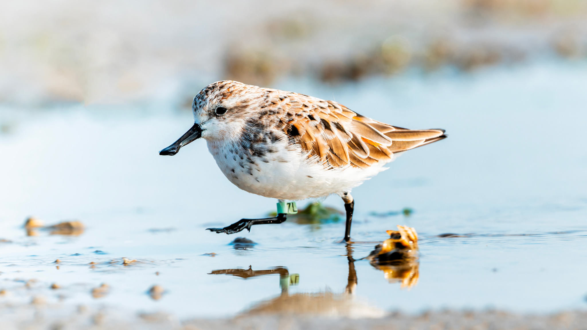 Beyond protected areas, stakeholders conserve China's biodiversity