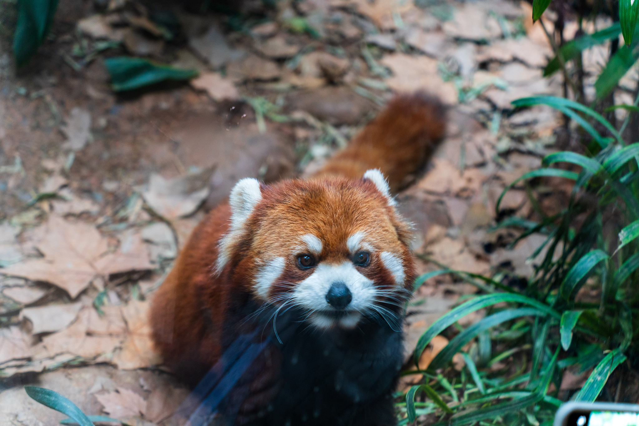 A red panda at Nanjing Hongshan Forest Zoo in east China's Jiangsu Province. /VCG