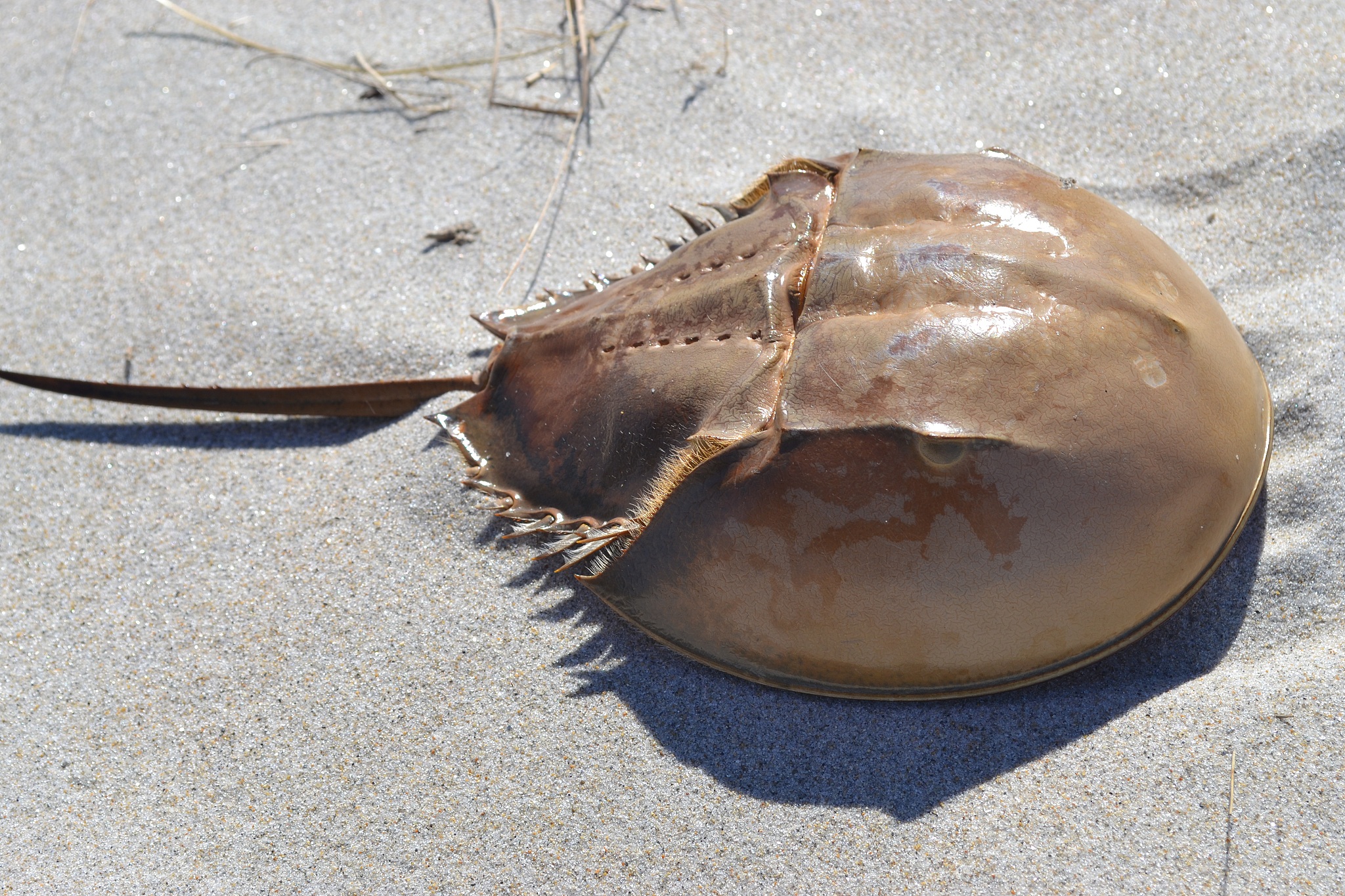 A horseshoe crab. /VCG