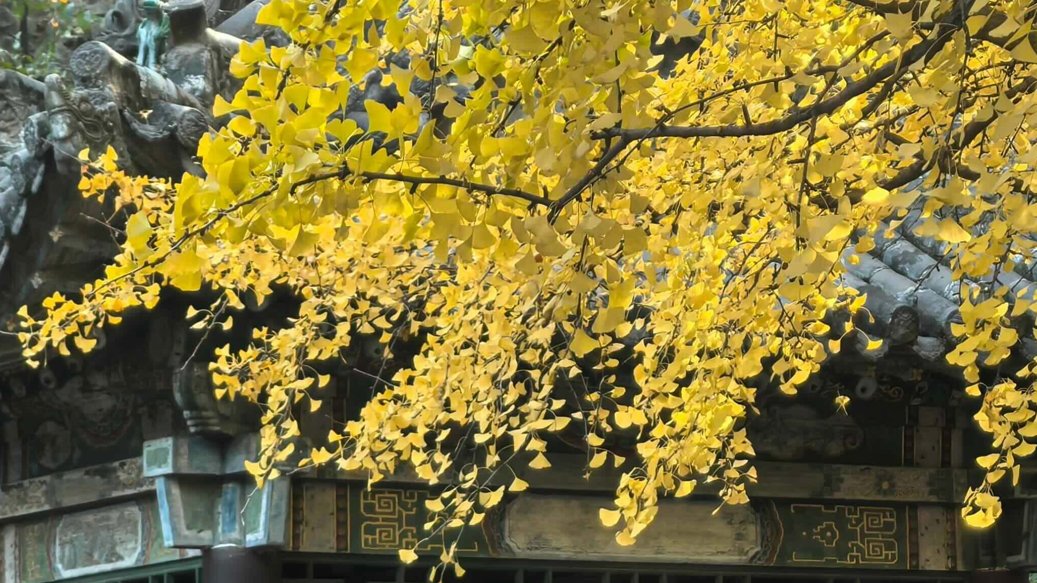 Live: Golden ginkgo trees meet ancient architecture at Jinci Temple, Shanxi Province