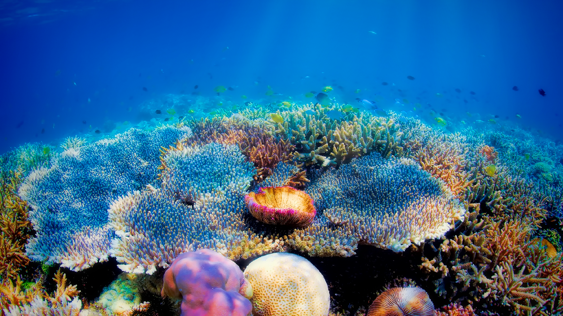 The new global pact to save the ocean
