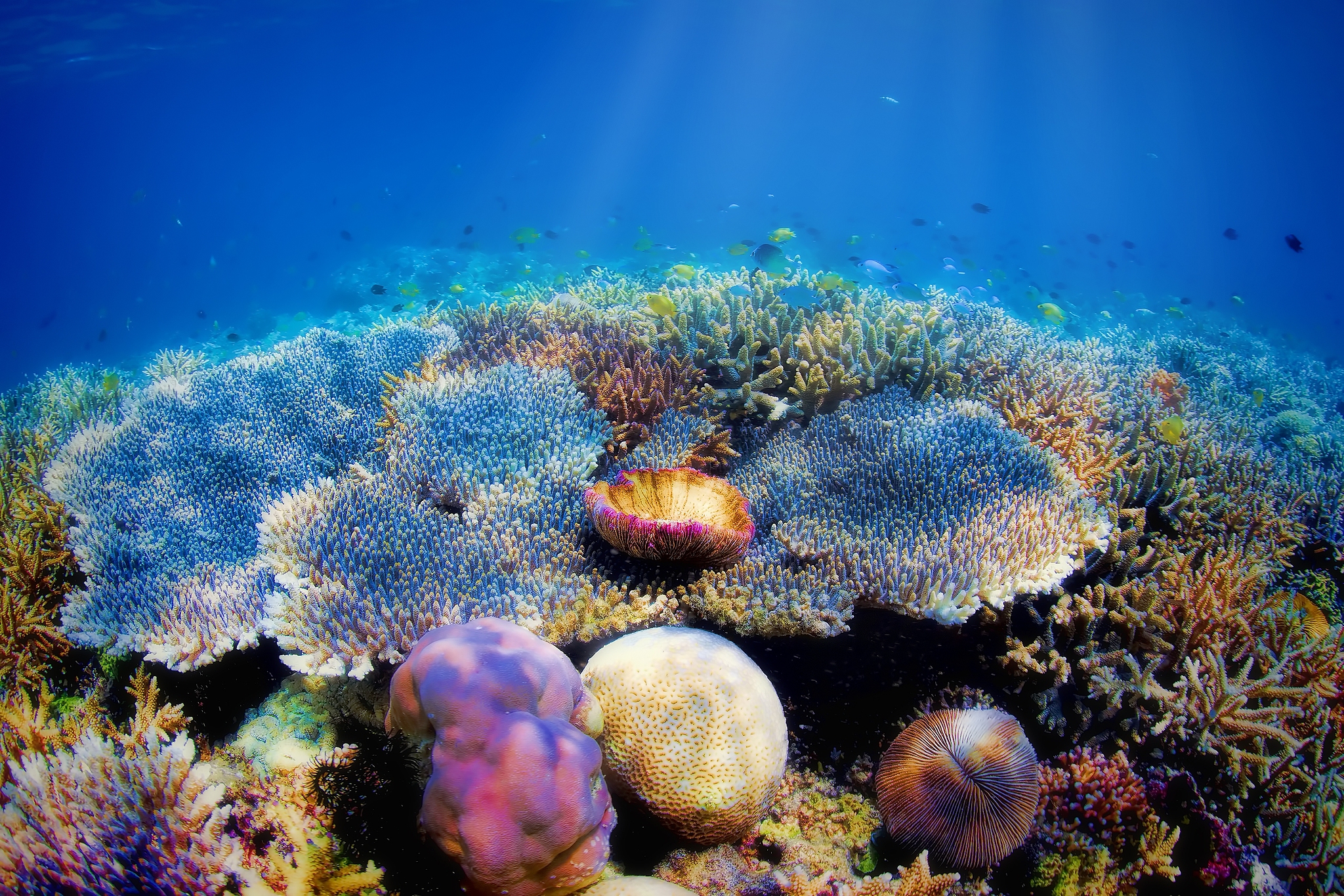 Colorful coral reefs. /VCG