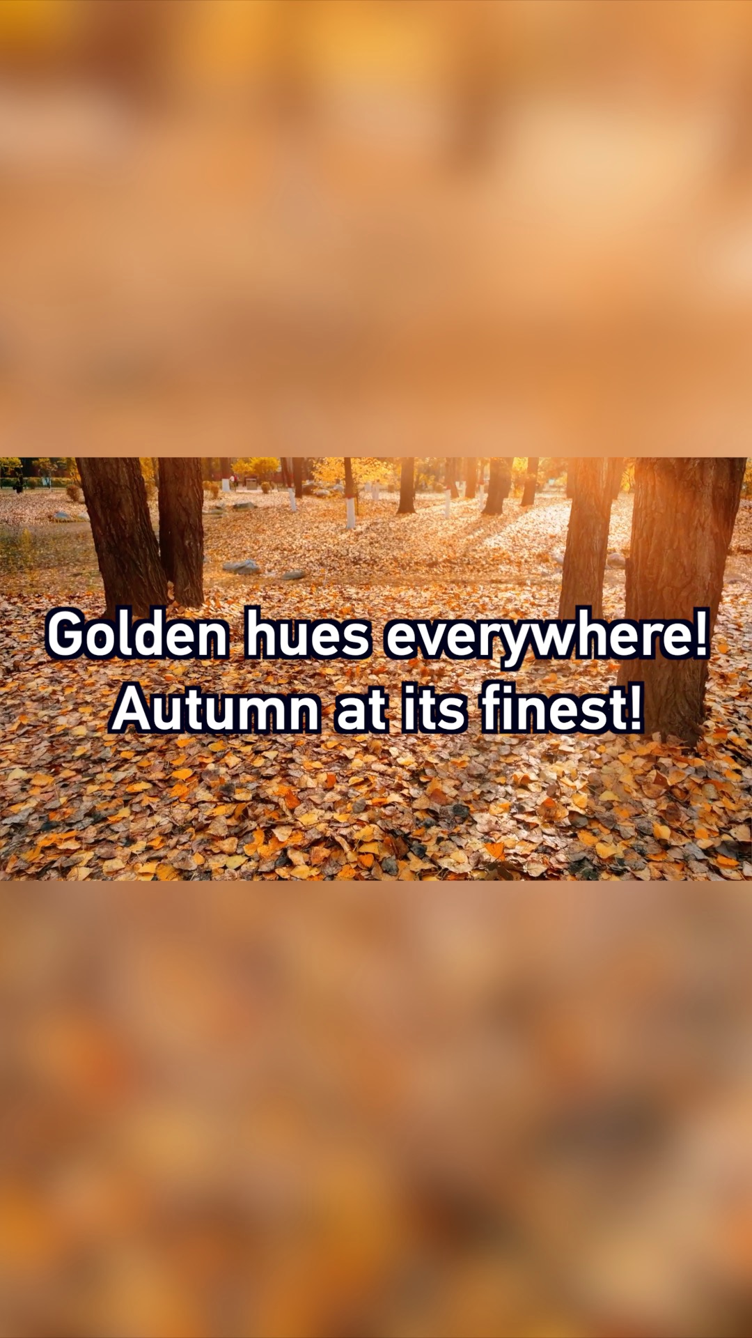 Golden hues everywhere! Autumn at its finest!