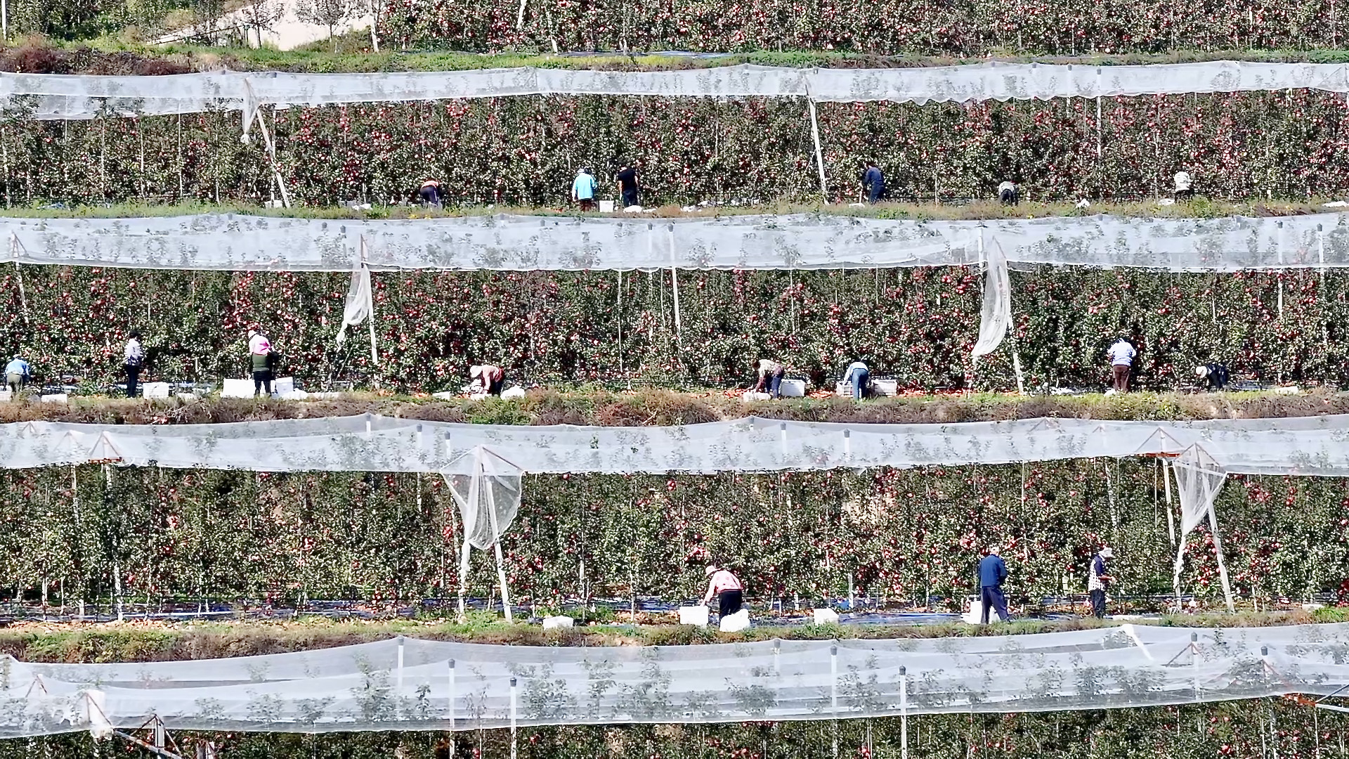 Orchards in Jixian County, Linfen City, Shanxi Province, northern China, October 25, 2026. / CGTN