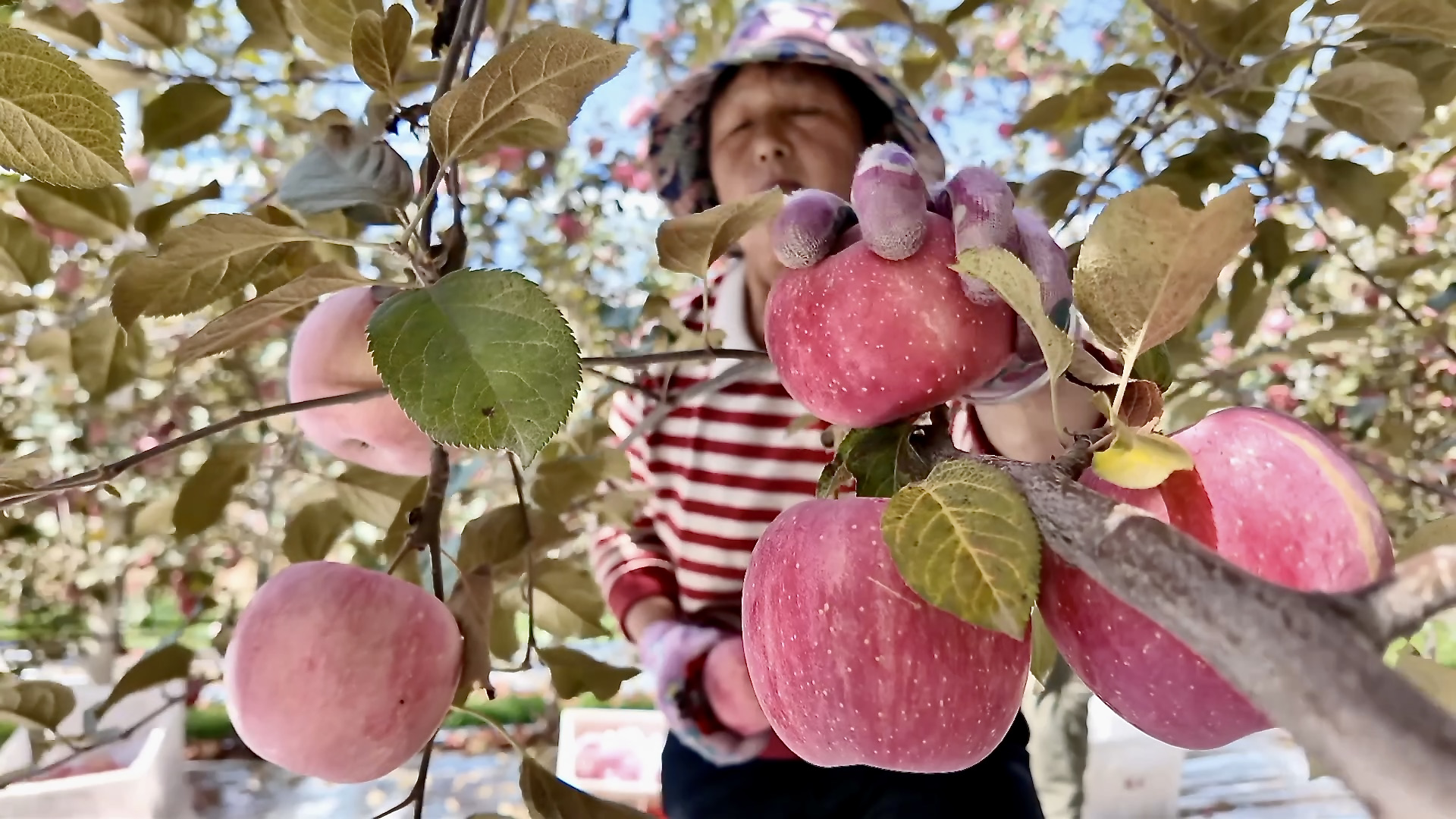Orchards in Jixian County, Linfen City, Shanxi Province, northern China, October 25, 2026. / CGTN