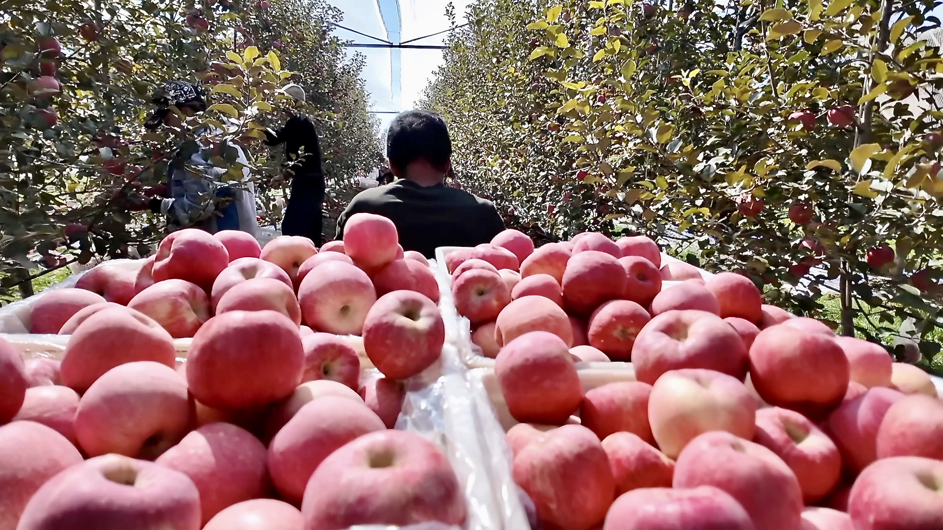 Orchards in Jixian County, Linfen City, Shanxi Province, northern China, October 25, 2026. / CGTN