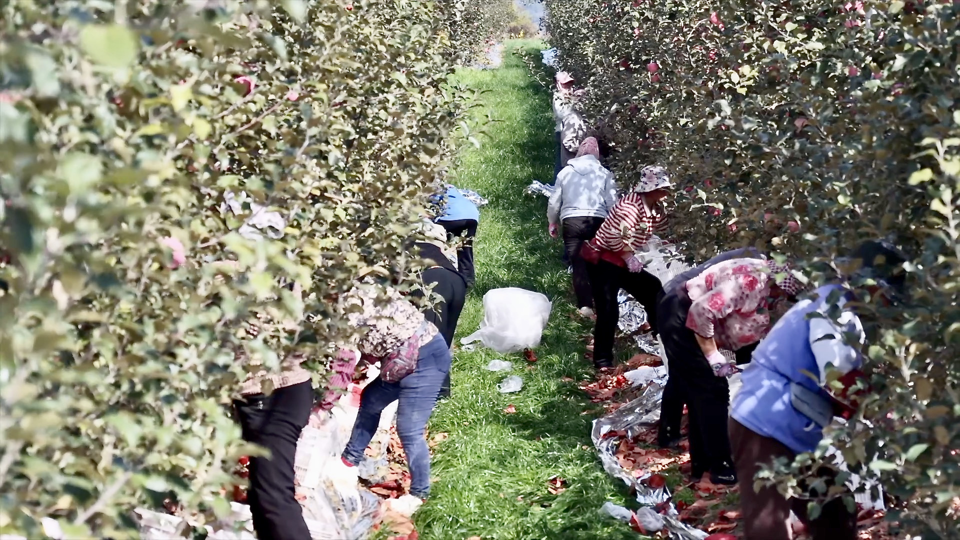 Orchards in Jixian County, Linfen City, Shanxi Province, northern China, October 25, 2026. / CGTN