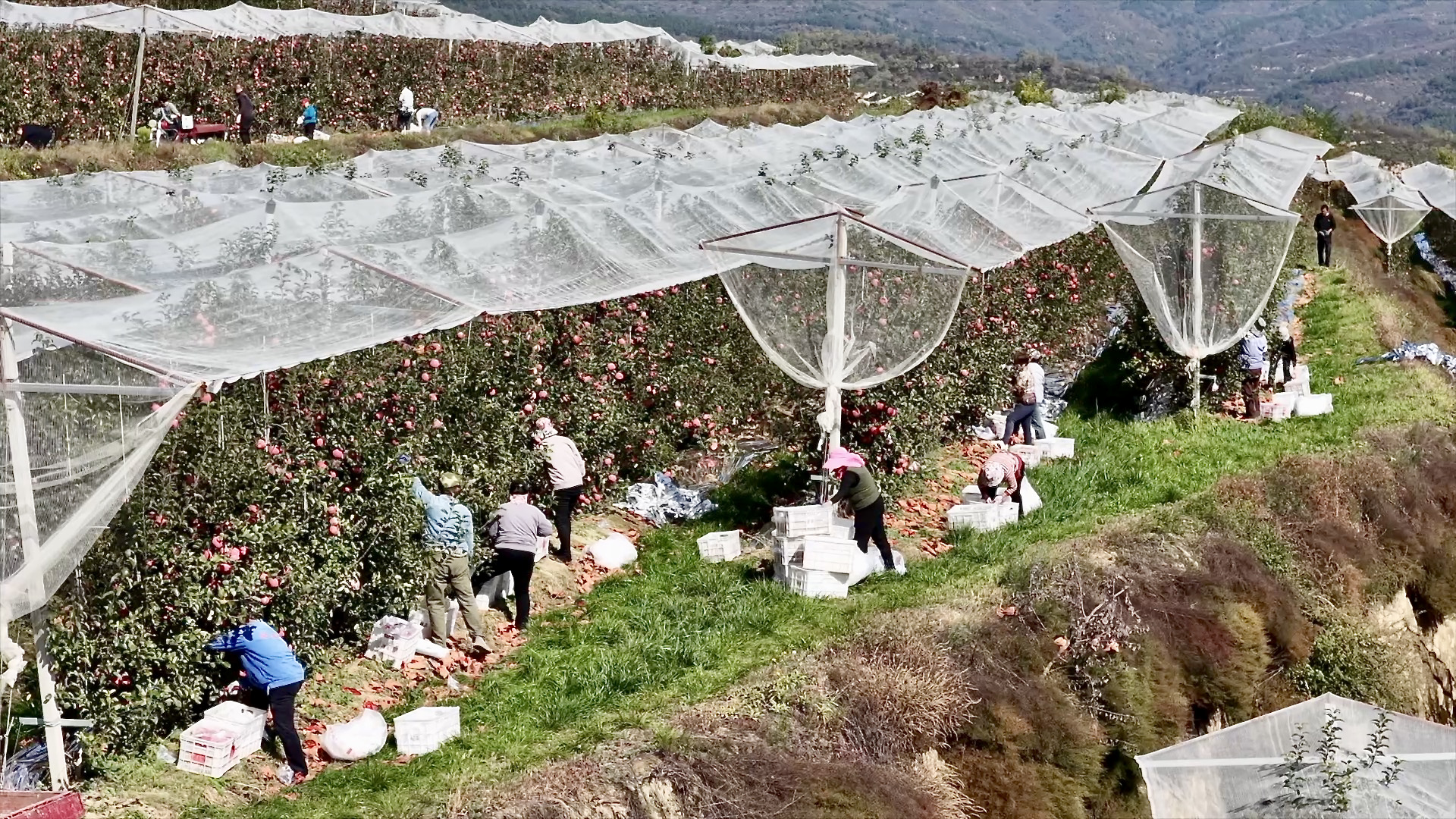 Orchards in Jixian County, Linfen City, Shanxi Province, northern China, October 25, 2026. / CGTN