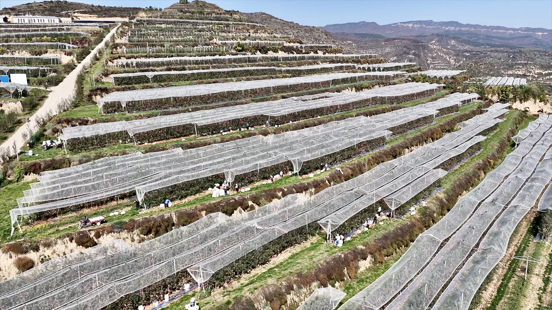 Orchards in Jixian County, Linfen City, Shanxi Province, northern China, October 25, 2026. / CGTN