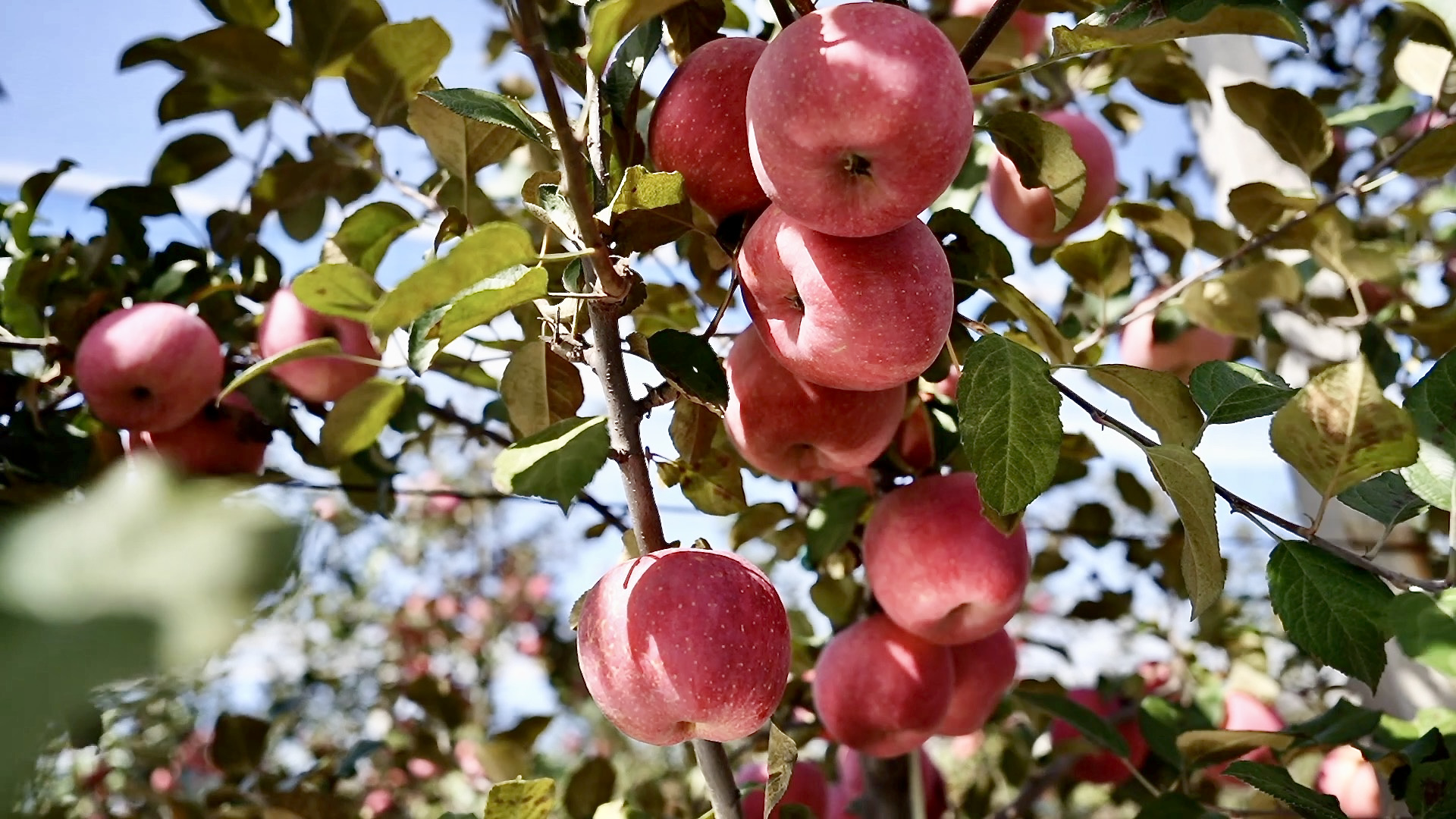 Orchards in Jixian County, Linfen City, Shanxi Province, northern China, October 25, 2026. / CGTN