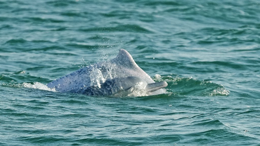 UN names China's Blue Bay initiative world restoration flagship