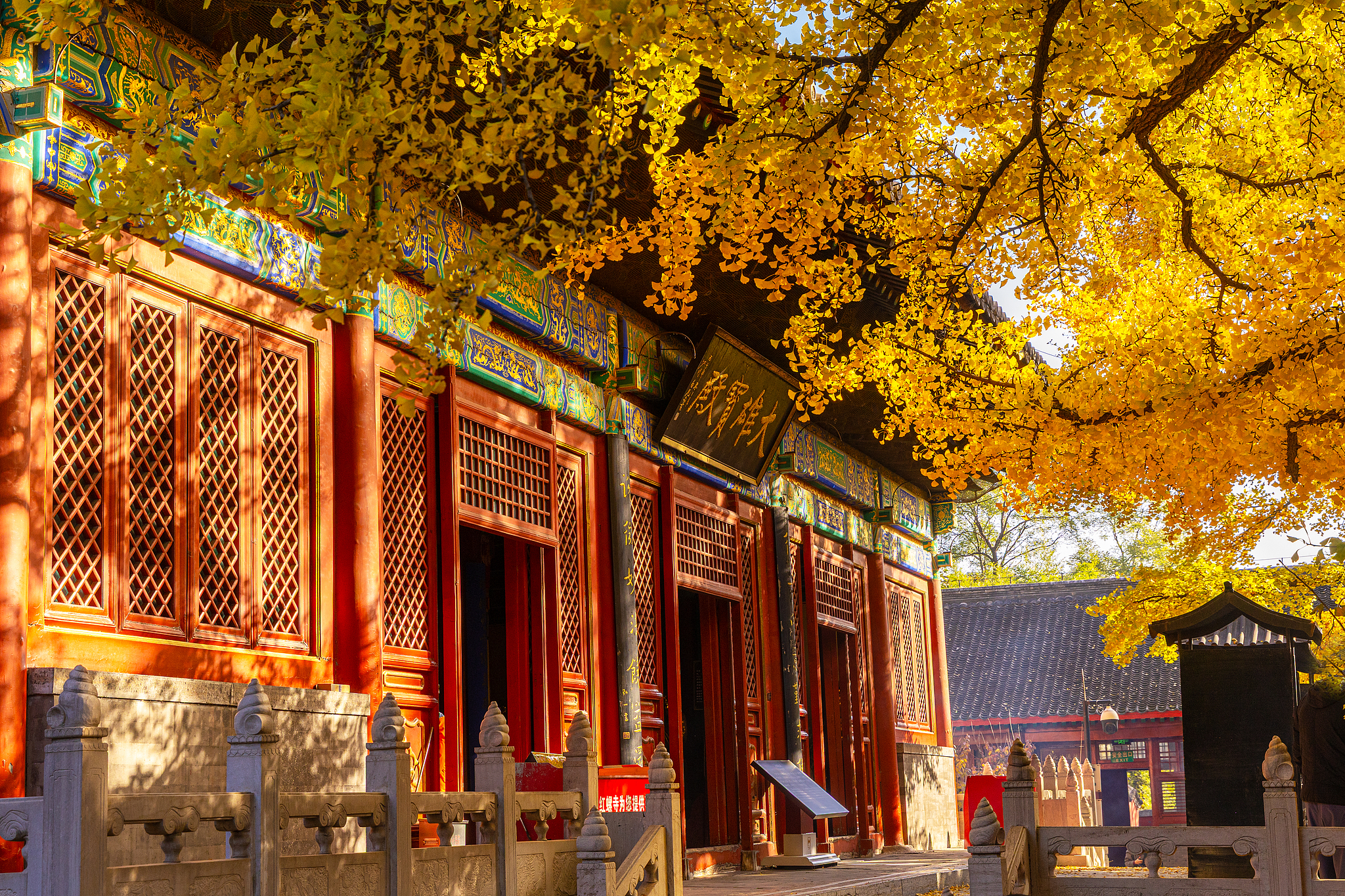 Morning light illuminates golden ginkgo leaves against the red walls of Hongluo Temple in Beijing’s Huairou District, October 30, 2026. /VCG