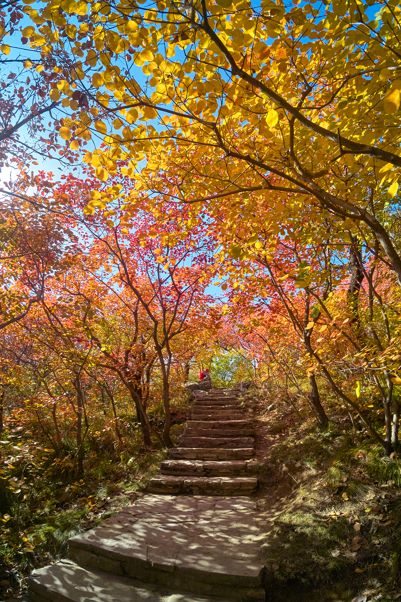 Visitors flock to Pofengling in Beijing for its red autumn leaves, October 30, 2026. /VCG