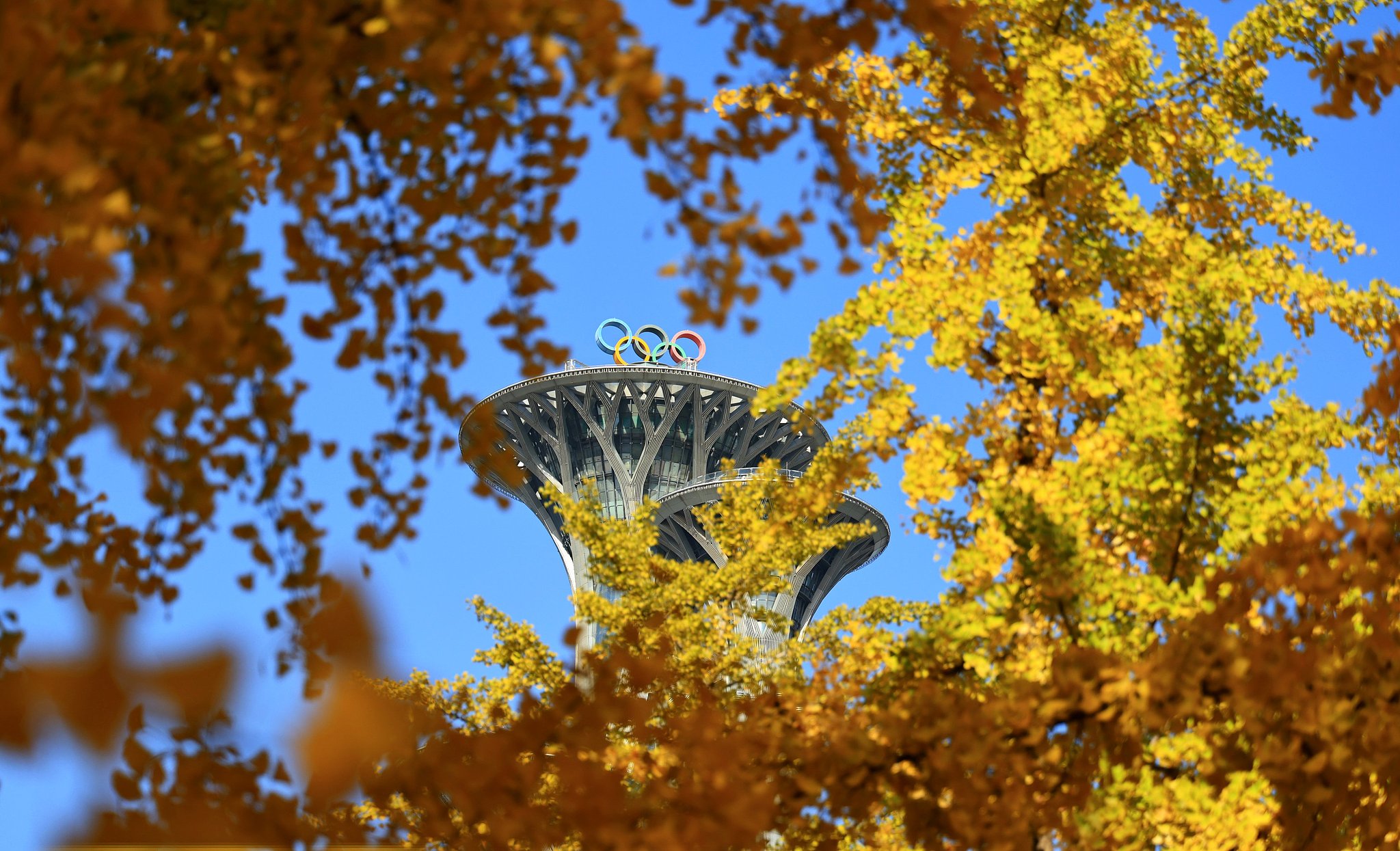 Golden ginkgo trees frame the Olympic Tower at Beijing’s Olympic Forest Park, October 30, 2026. /VCG