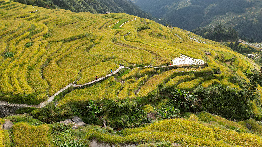Live: Guizhou's dreamlike cascades, Ep. 6 – The cloud-veiled terraces of Jiabang in SW China