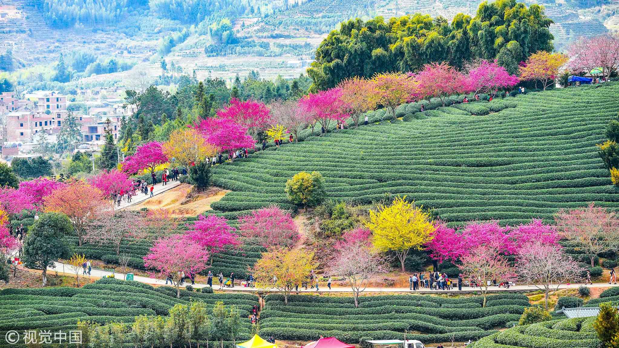 Breathtaking cherry blossoms bloom in Fujian CGTN