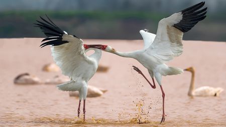 Migratory Siberian cranes arrive at China's biggest fresh water lake - CGTN