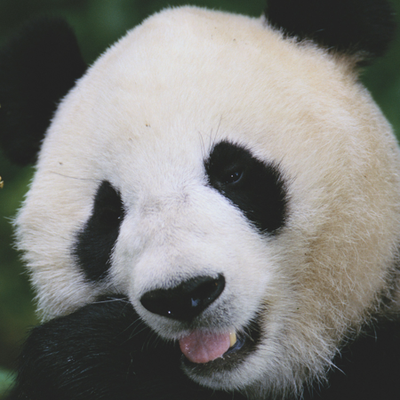 Giant Pandas To Be Released For The First Time Outside Sichuan - CGTN