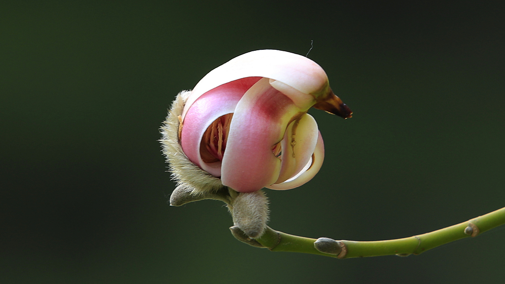 Ender magnolia bloom in the mist