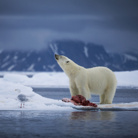 Weak Arctic ice sees 56 polar bears descend on Russian village - CGTN