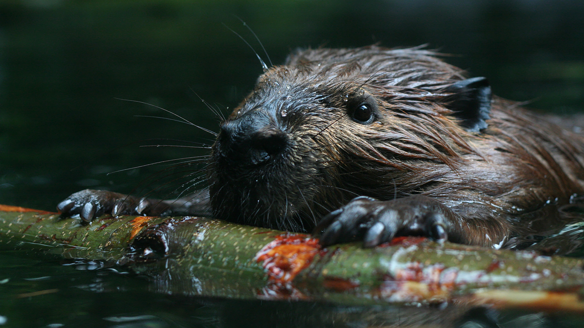 Asian beaver