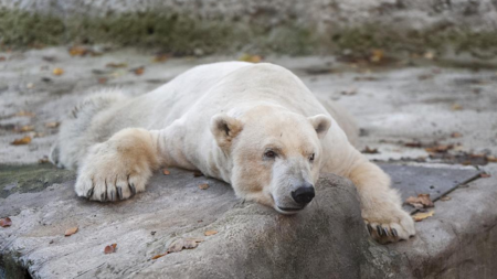 German zoo may have to feed some animals to others during lockdown - CGTN