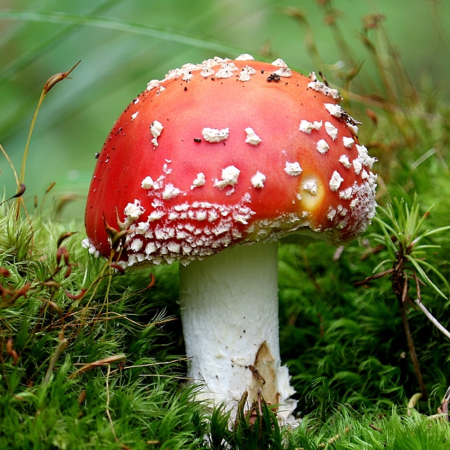 Alien Fungi: The mushroom that inspired 'Alice in Wonderland' creators ...