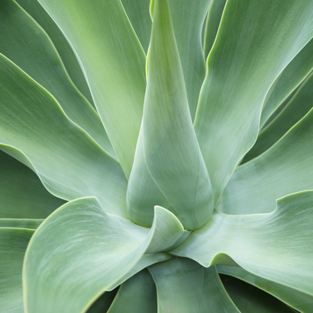 Agave: The queen of tropics flowers only once in a lifetime - CGTN