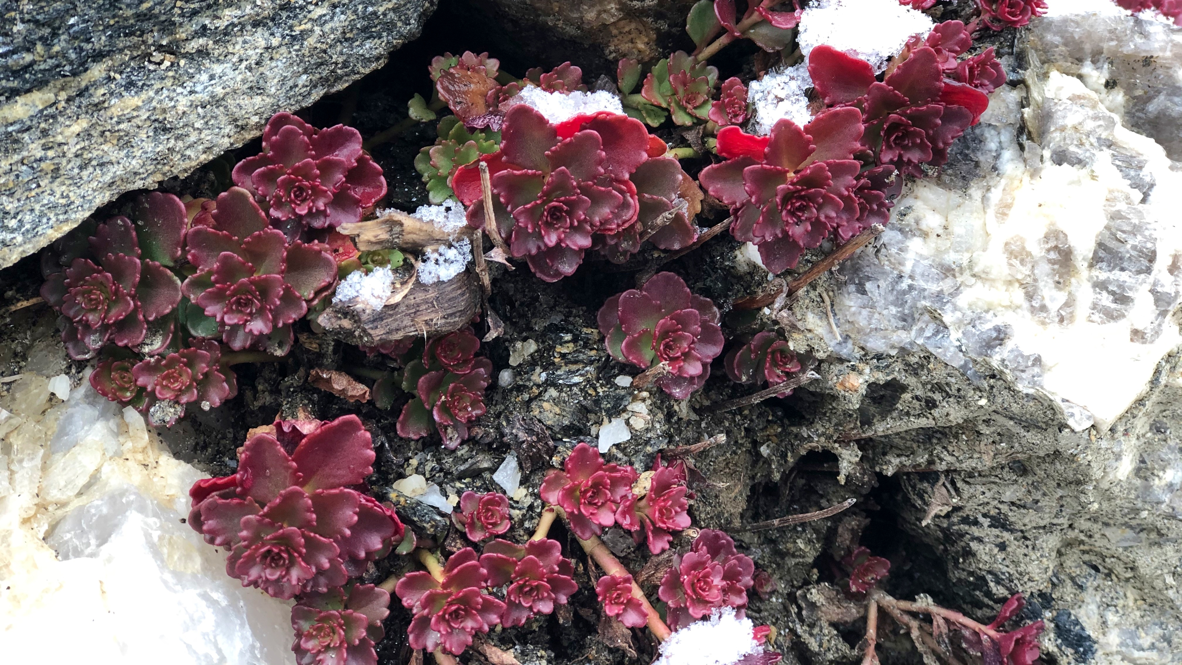 Dragon S Blood Sedum Crimson Leaves In Snow Covered Ore Mine Cgtn