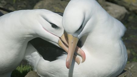 Pacific bird refuge struggles as ocean garbage patch grows - CGTN