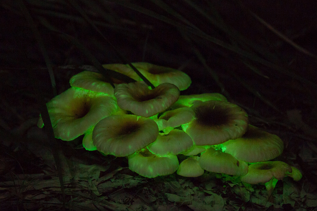 jack o lantern mushroom glow