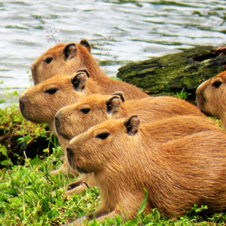 Brazilian wildfires damage habitats of native capybaras - CGTN