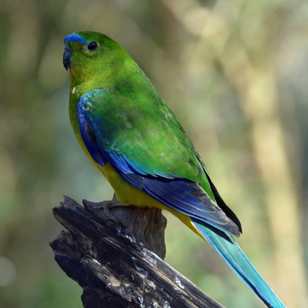 Critically endangered parrot could be saved with new vaccine - CGTN