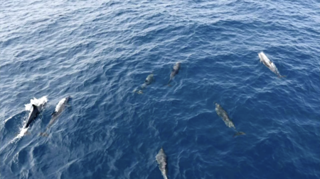 A spectacular pod of dolphins seen by coastguard in south China - CGTN