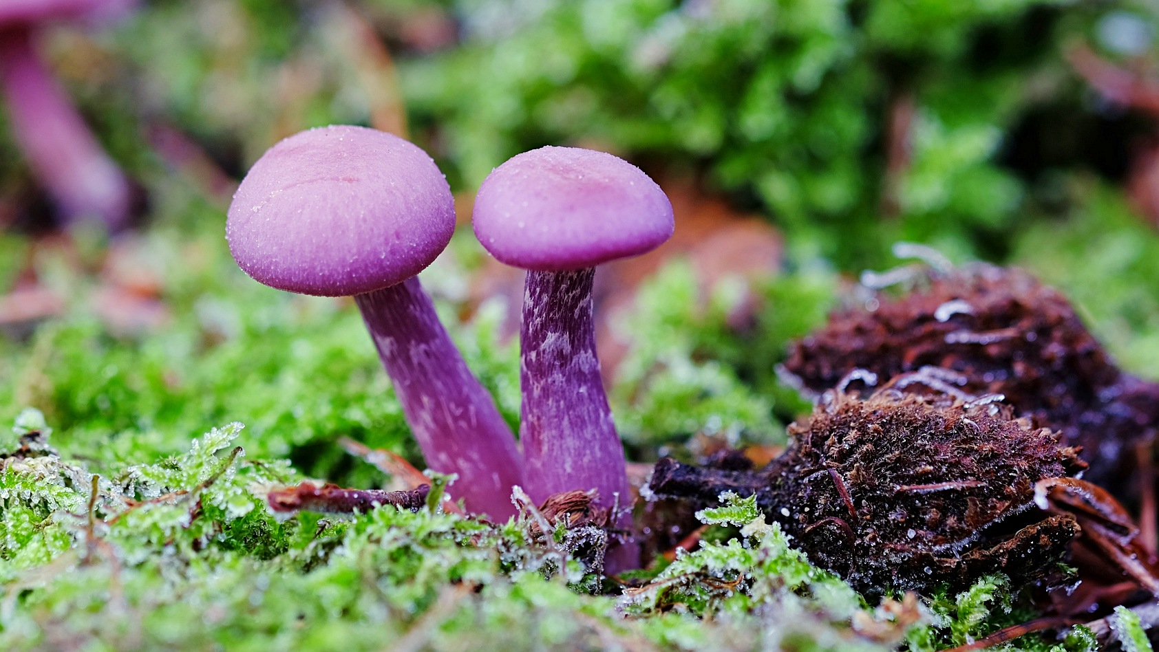 Alien Fungi Do You Dare To Eat These Violet Mushrooms Cgtn