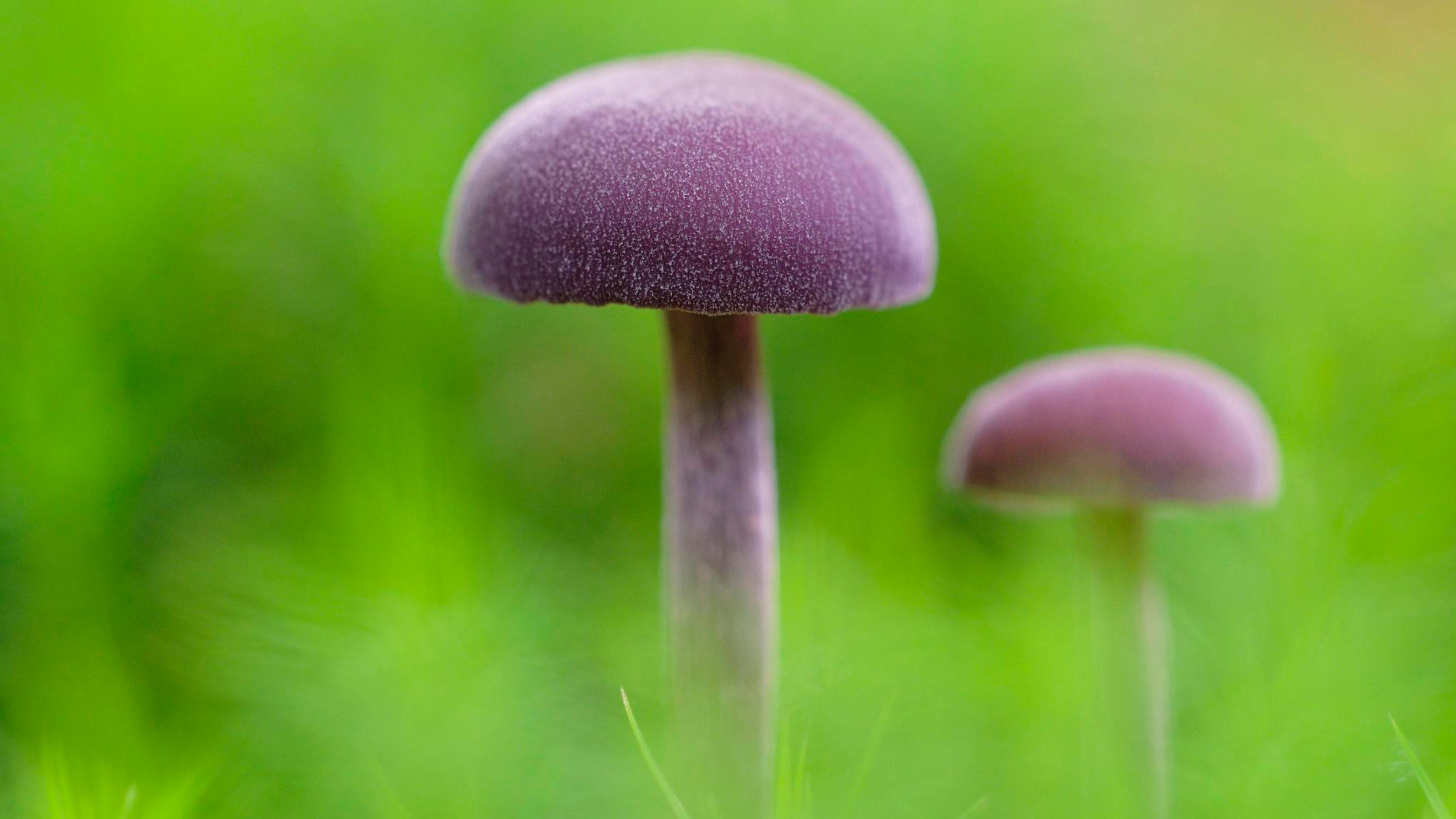 Alien Fungi Do you dare to eat these violet mushrooms   CGTN