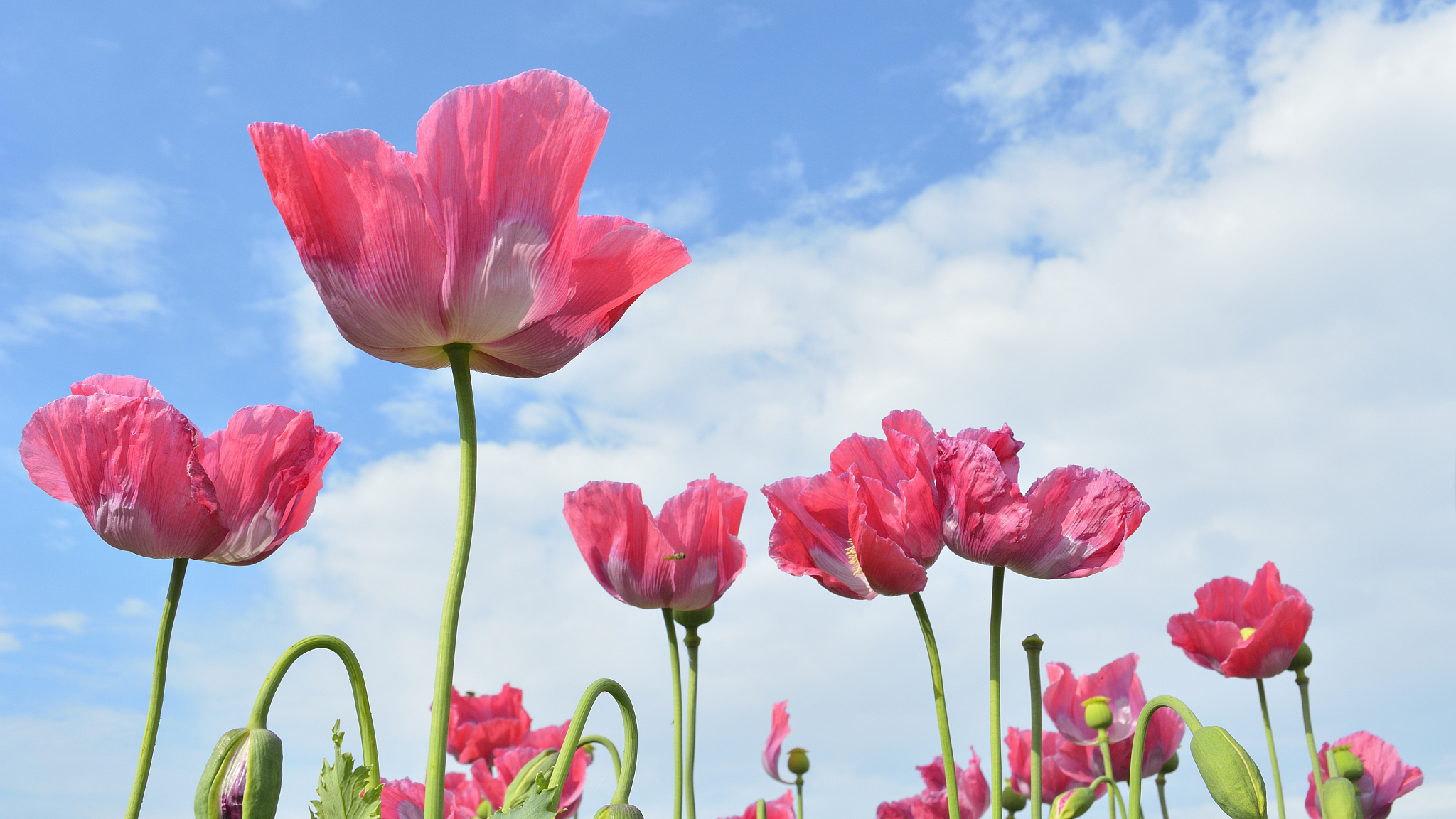 Opiates: The Poppy Flower's Secret