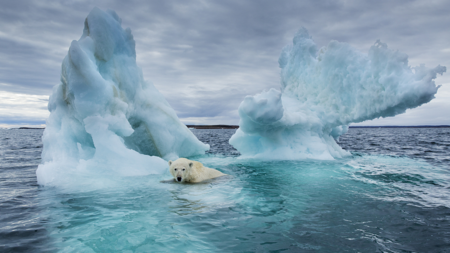 Shrinking Arctic ice linked to spread of deadly animal virus - CGTN