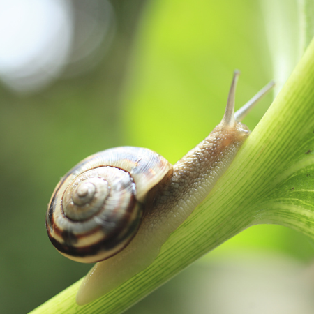 Battle to rescue snail from extinction hailed as a success - CGTN