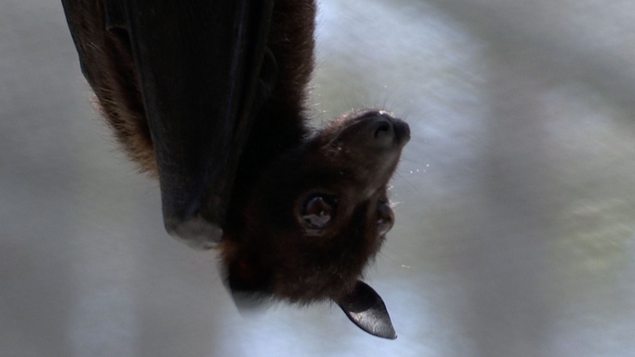 Twisted Sidelæns Kære Australian bat species affected by climate change - CGTN