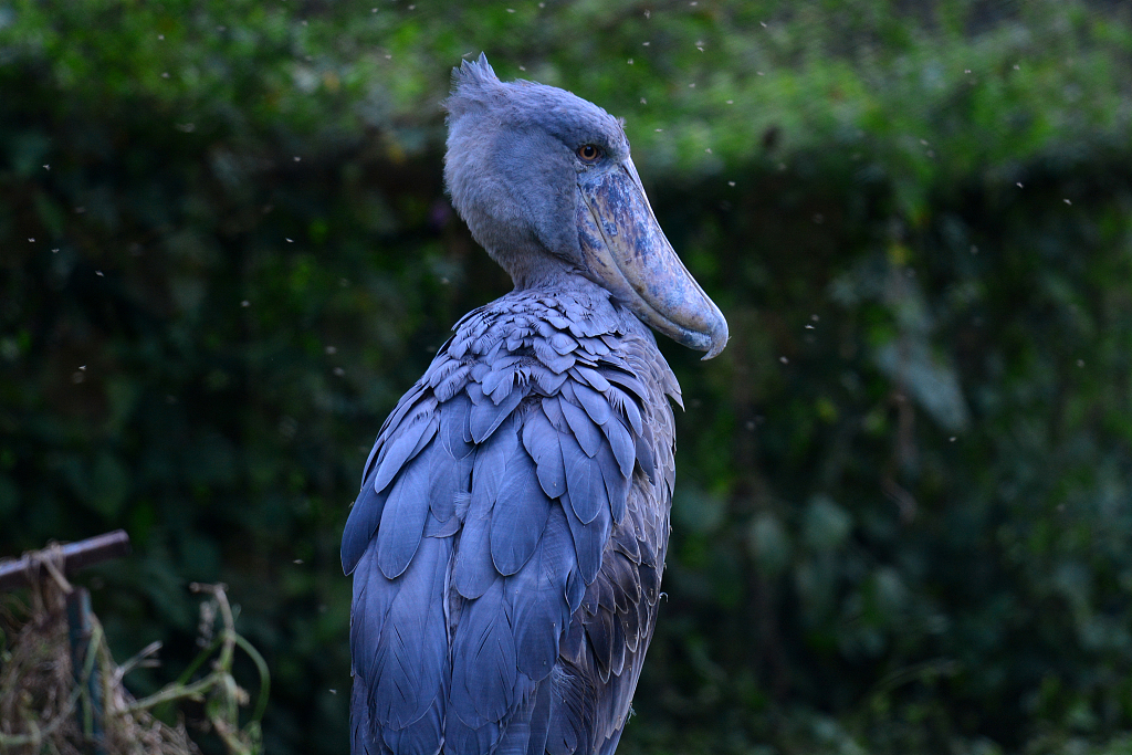 An Impressive Bird With An Enormous Shoe shaped Bill CGTN